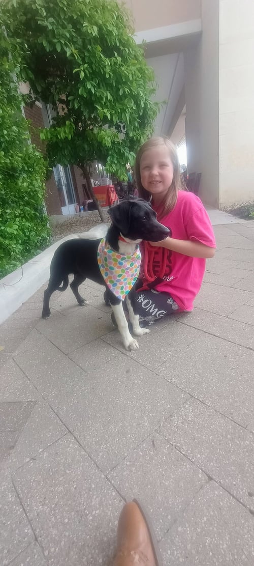 DAISEY - Labrador Retriever available for adoption