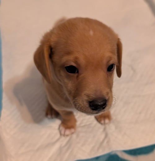 ALVIN - Dachshund / Chihuahua available for adoption