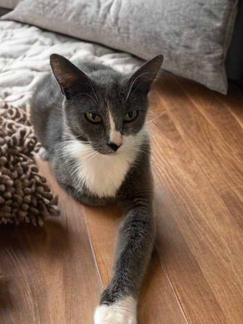 MAMACITA - Domestic Short Hair available for adoption