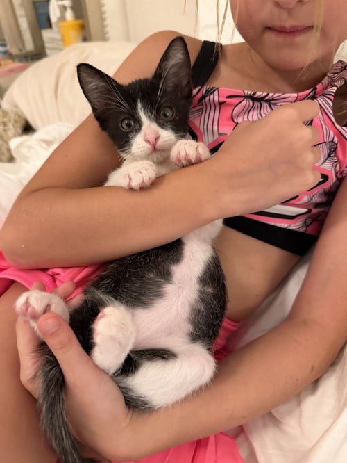 BISCUIT - Domestic Short Hair available for adoption