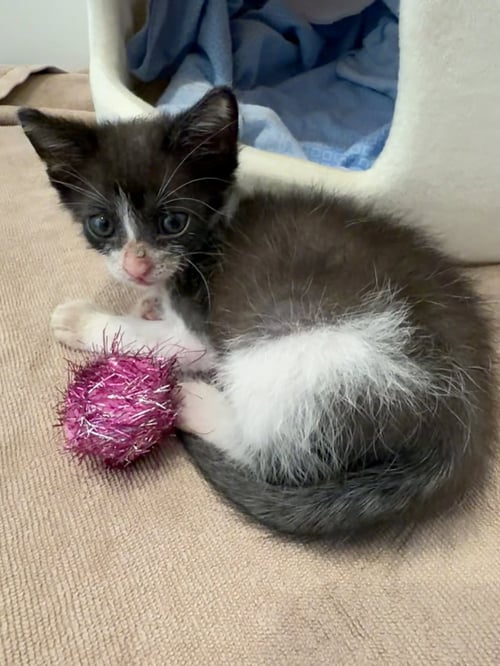 BISCUIT - Domestic Short Hair available for adoption