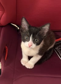 Biscuit - Photo 3