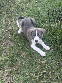 Dusty - Photo 1