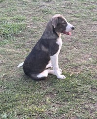 Dusty - Photo 3