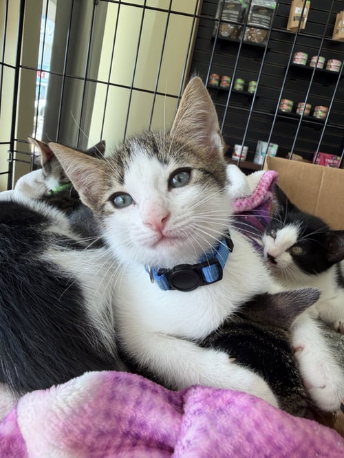 JINU - Domestic Short Hair available for adoption