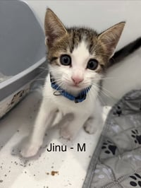 Jinu - Photo 2