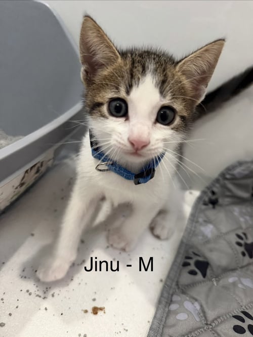 JINU - Domestic Short Hair available for adoption