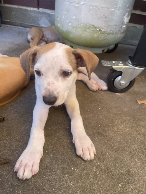 DINO - Labrador Retriever available for adoption
