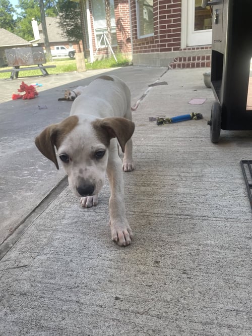 DINO - Labrador Retriever available for adoption
