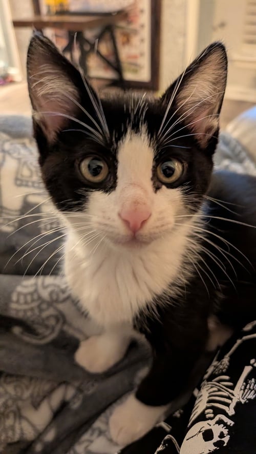 ENDY - Domestic Short Hair for adoption in The Woodlands