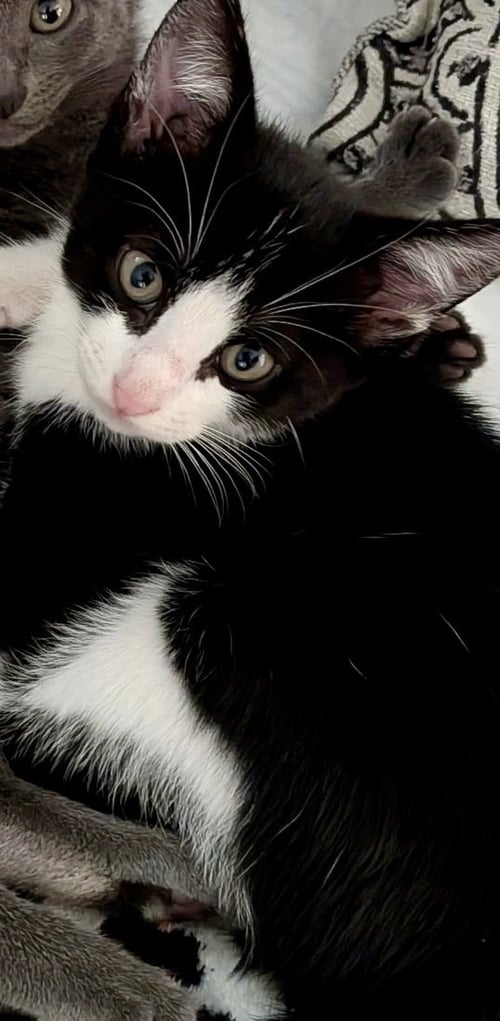 ENDY - Domestic Short Hair available for adoption