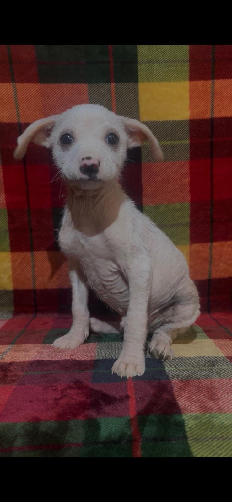 BLAZER - Hound available for adoption