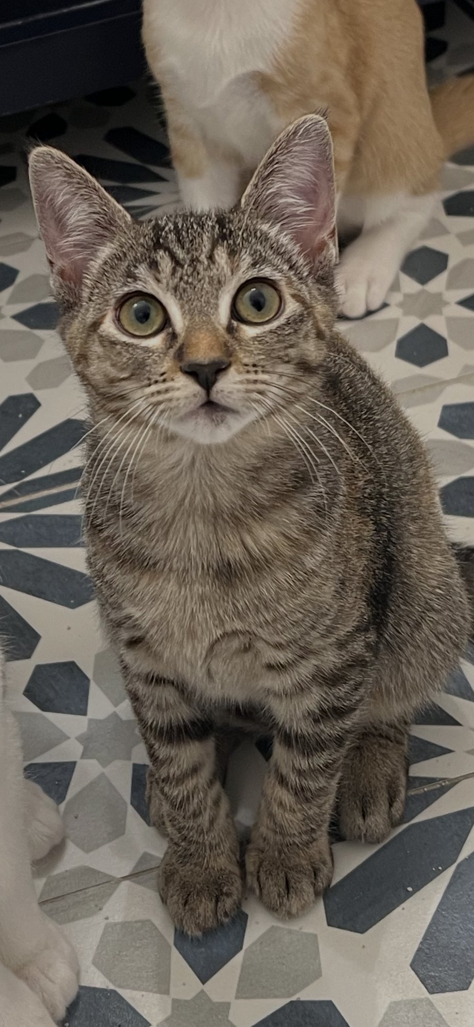 CORALINE - Domestic Short Hair available for adoption