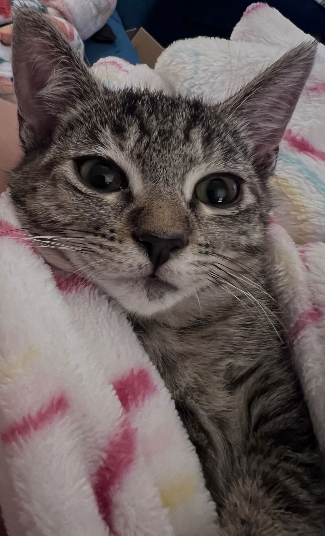 CORALINE - Domestic Short Hair available for adoption