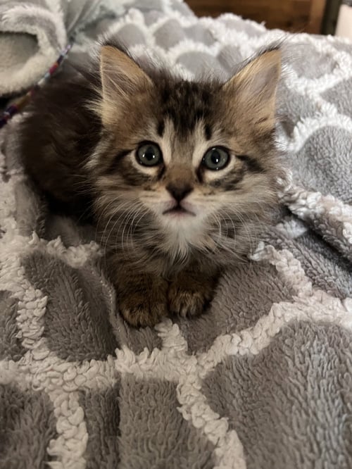 DOPEY - Domestic Short Hair available for adoption