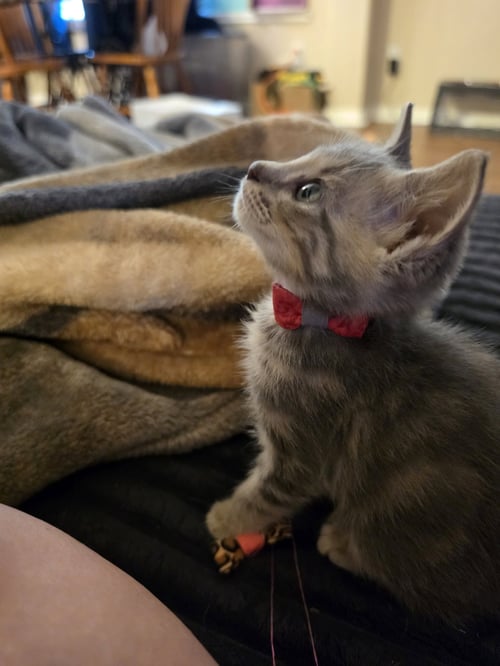 RIPP - Domestic Short Hair available for adoption