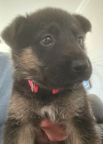 REBA - German Shepherd Dog available for adoption