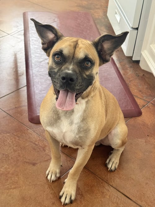 BLEMIE - Boxer available for adoption