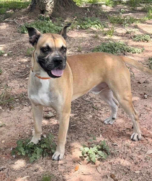 BLEMIE - Boxer available for adoption