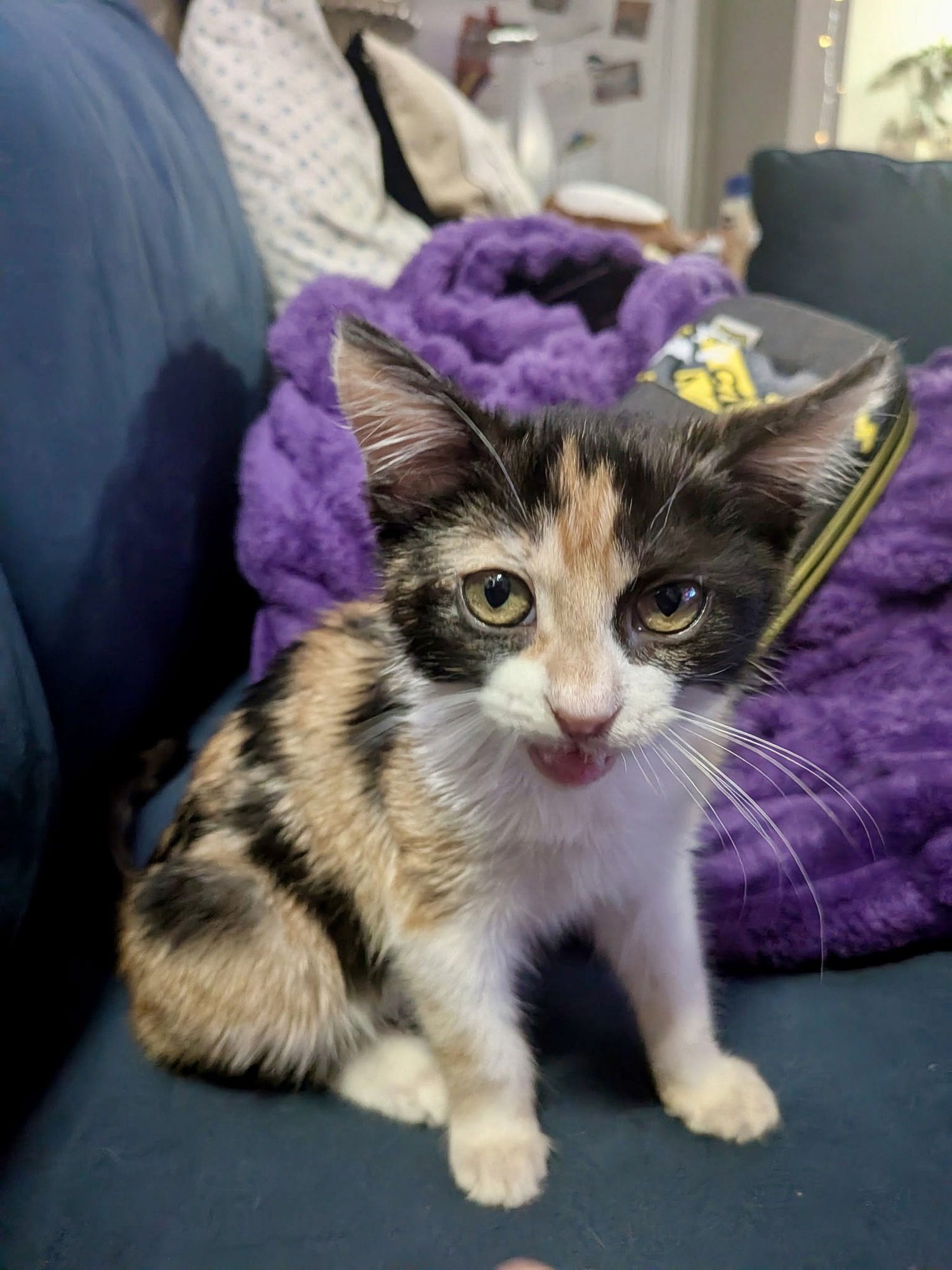 PRINCESS BUTTERCUP - Domestic Short Hair available for adoption