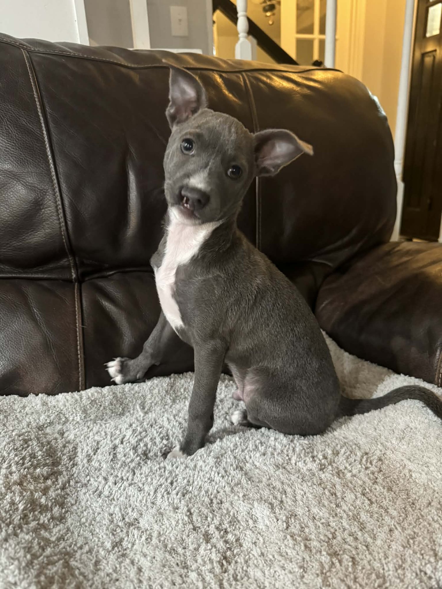 PHILLIP - Chihuahua available for adoption