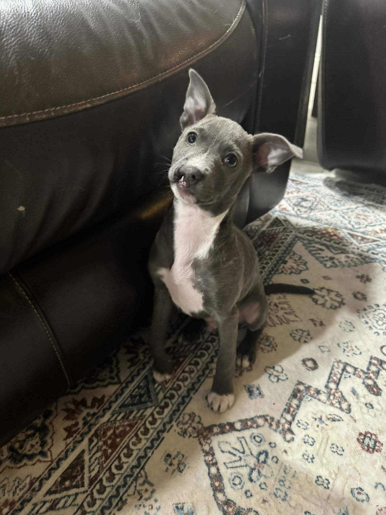 PHILLIP - Chihuahua available for adoption