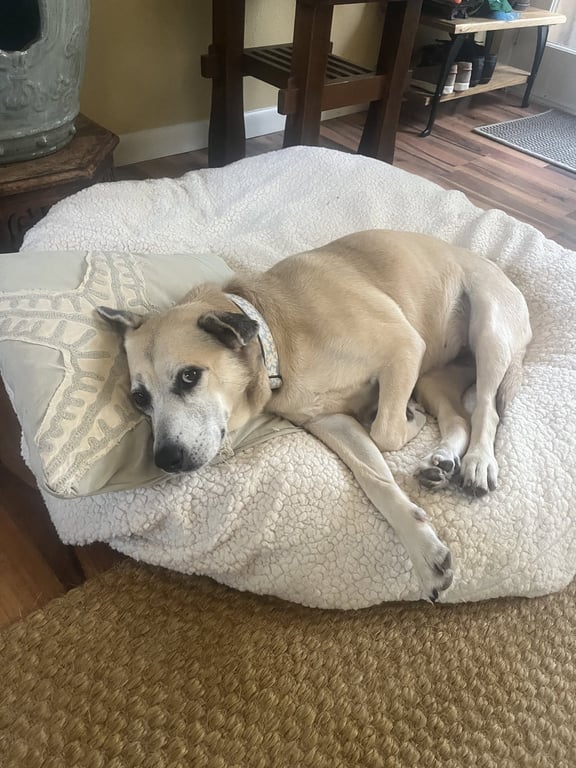 Maggie Image