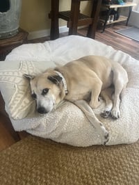 Maggie - Photo 1