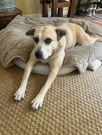 Maggie - Photo 2