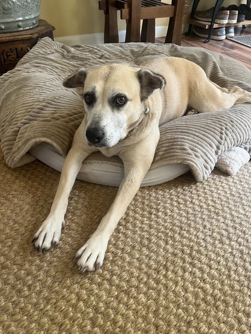 MAGGIE - Labrador Retriever available for adoption