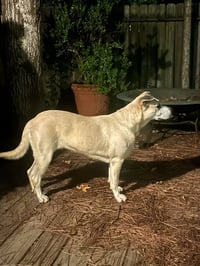 Maggie - Photo 4