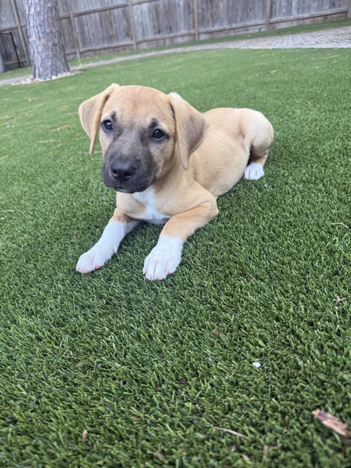ASPEN - Rhodesian Ridgeback available for adoption