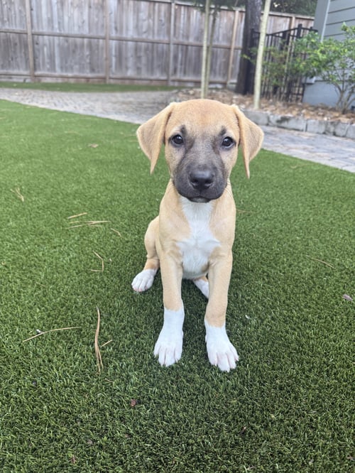 ASPEN - Rhodesian Ridgeback available for adoption