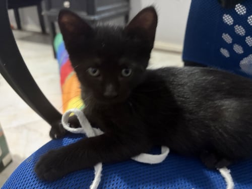 HARRY P - Domestic Short Hair available for adoption