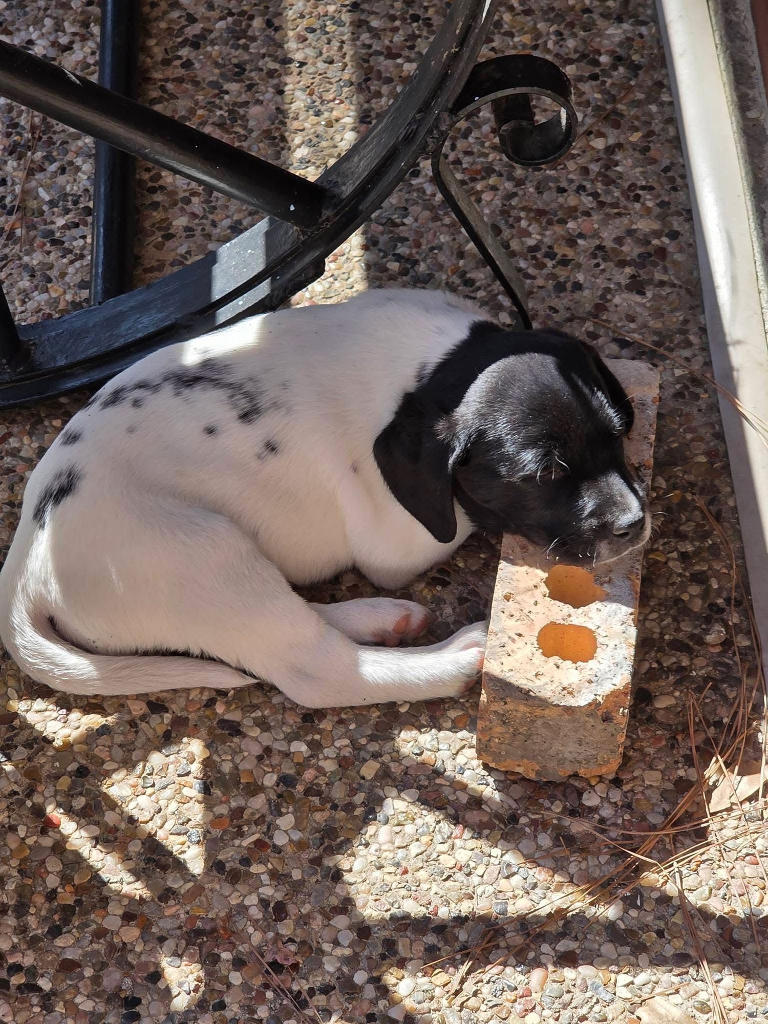 KEENI - Labrador Retriever available for adoption