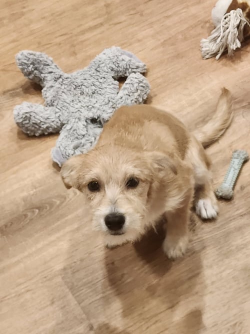 CHARLIE - Terrier available for adoption
