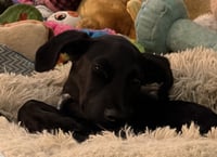 Claire Bear - Photo 5