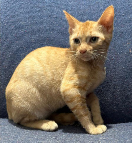 ROWDIE - Domestic Short Hair for adoption in The Woodlands