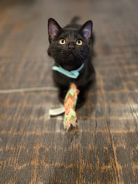 Charlie - Photo 3