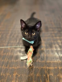 Charlie - Photo 1