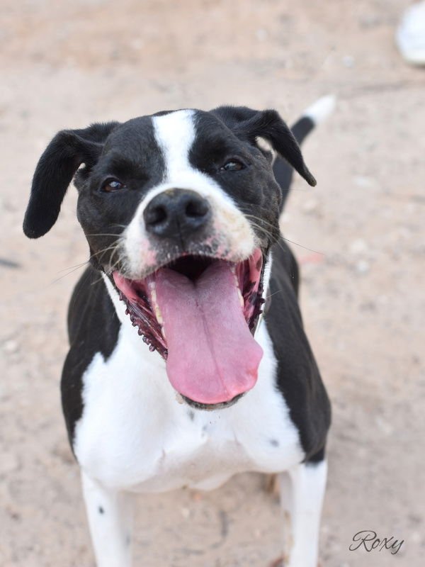 ROXY - Boxer available for adoption