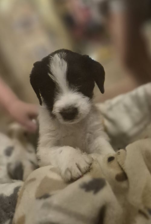 FINN