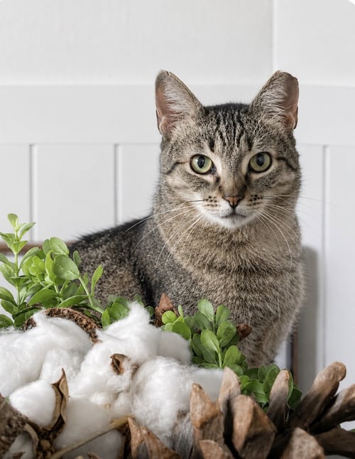 ANGEL - Domestic Short Hair available for adoption