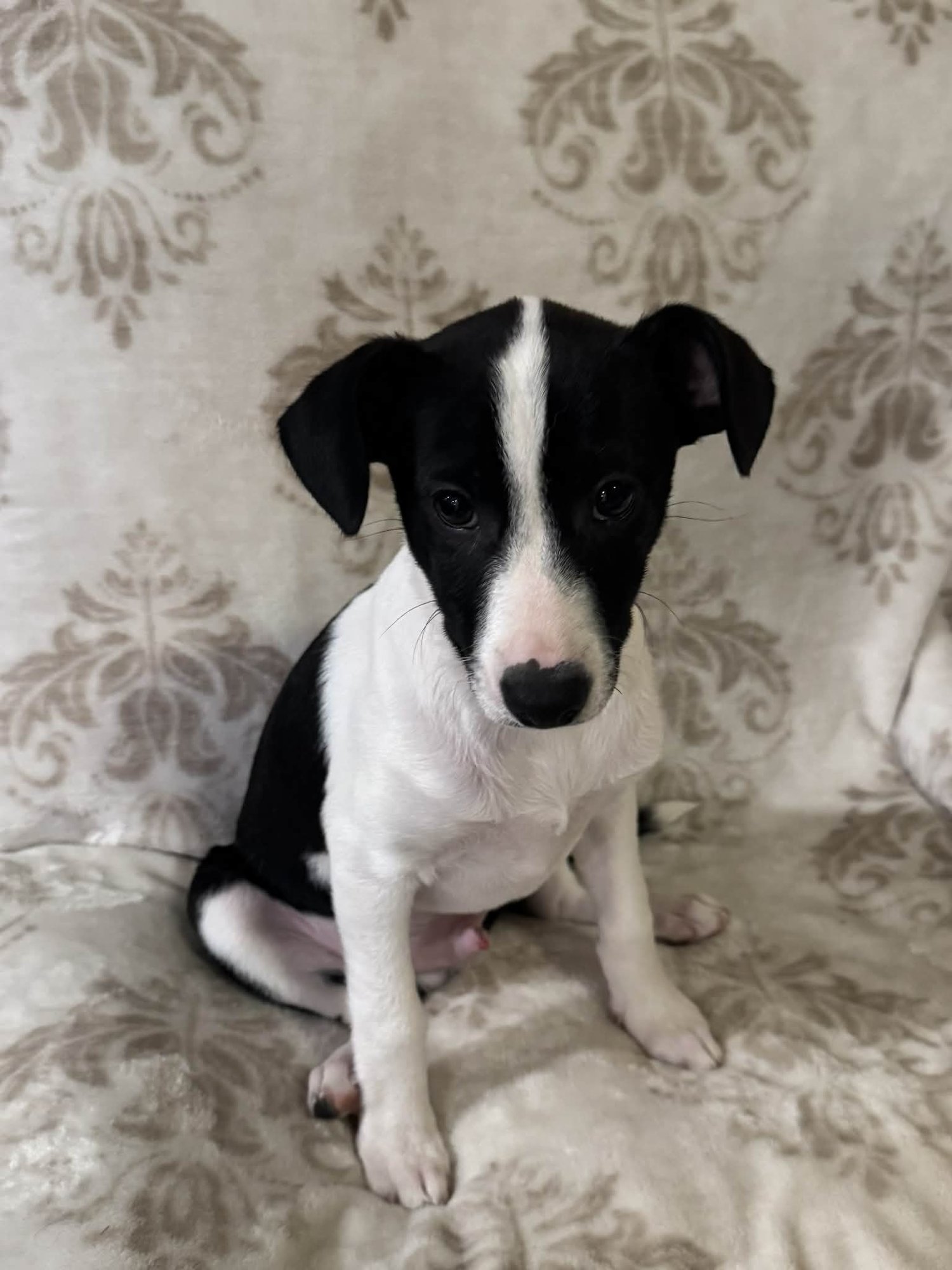 GEORGE - Chihuahua available for adoption