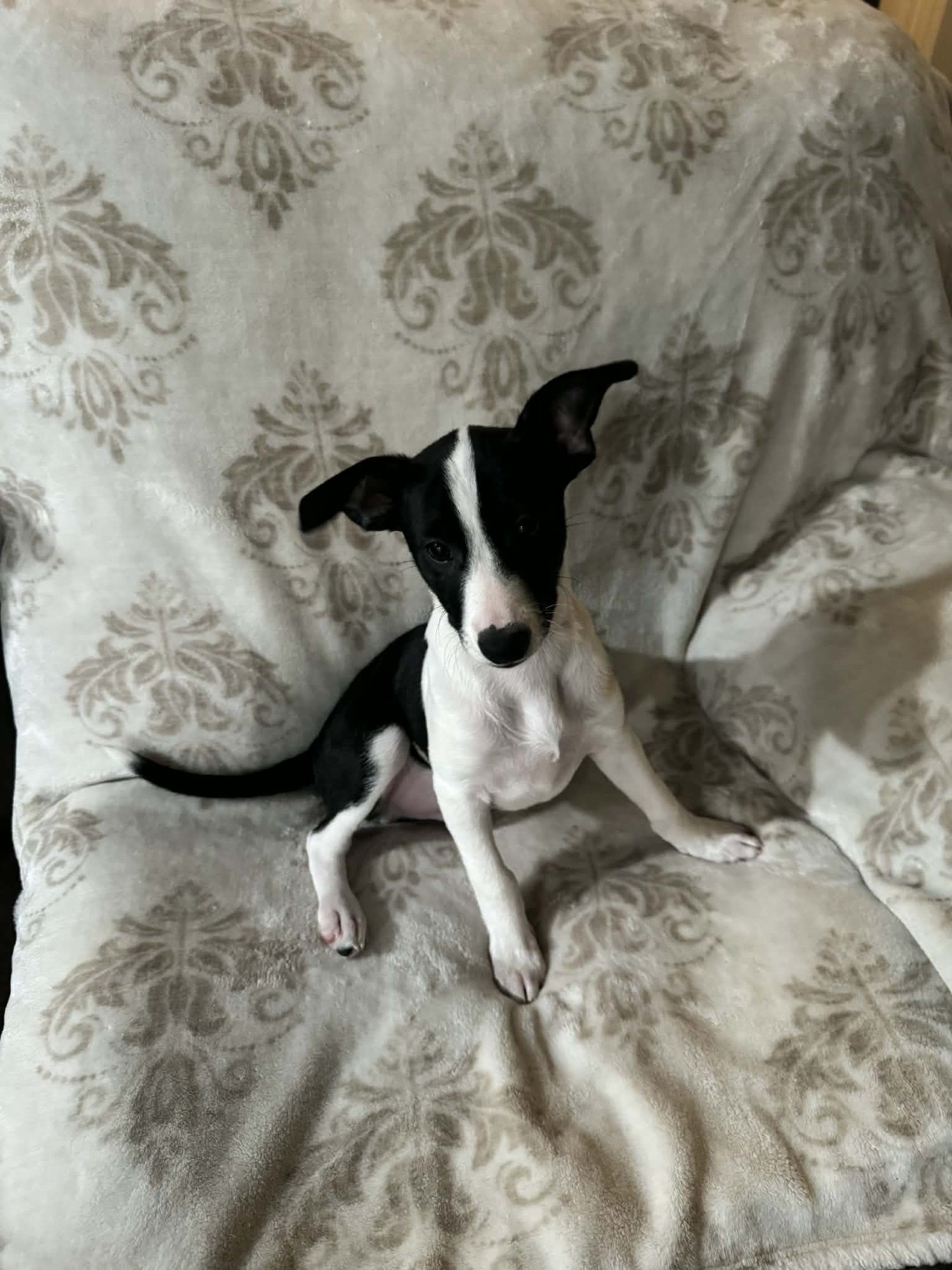 GEORGE - Chihuahua available for adoption