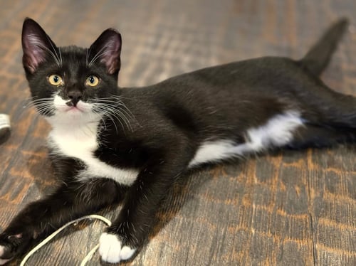 BOBBIE - Domestic Short Hair available for adoption