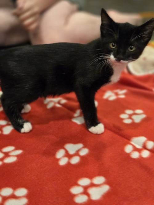 BOBBIE - Domestic Short Hair available for adoption
