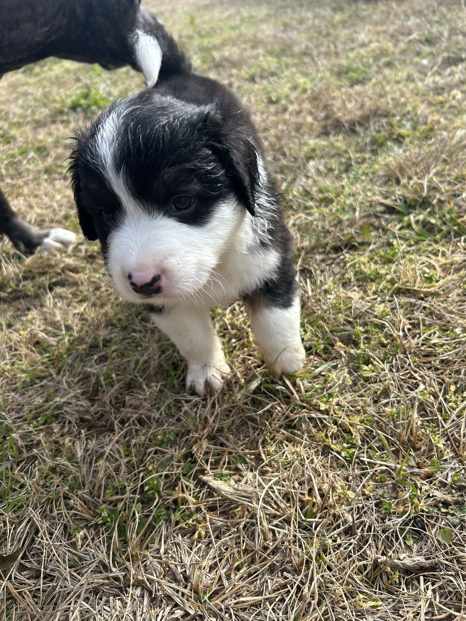 BUFORD - German Shepherd Dog available for adoption