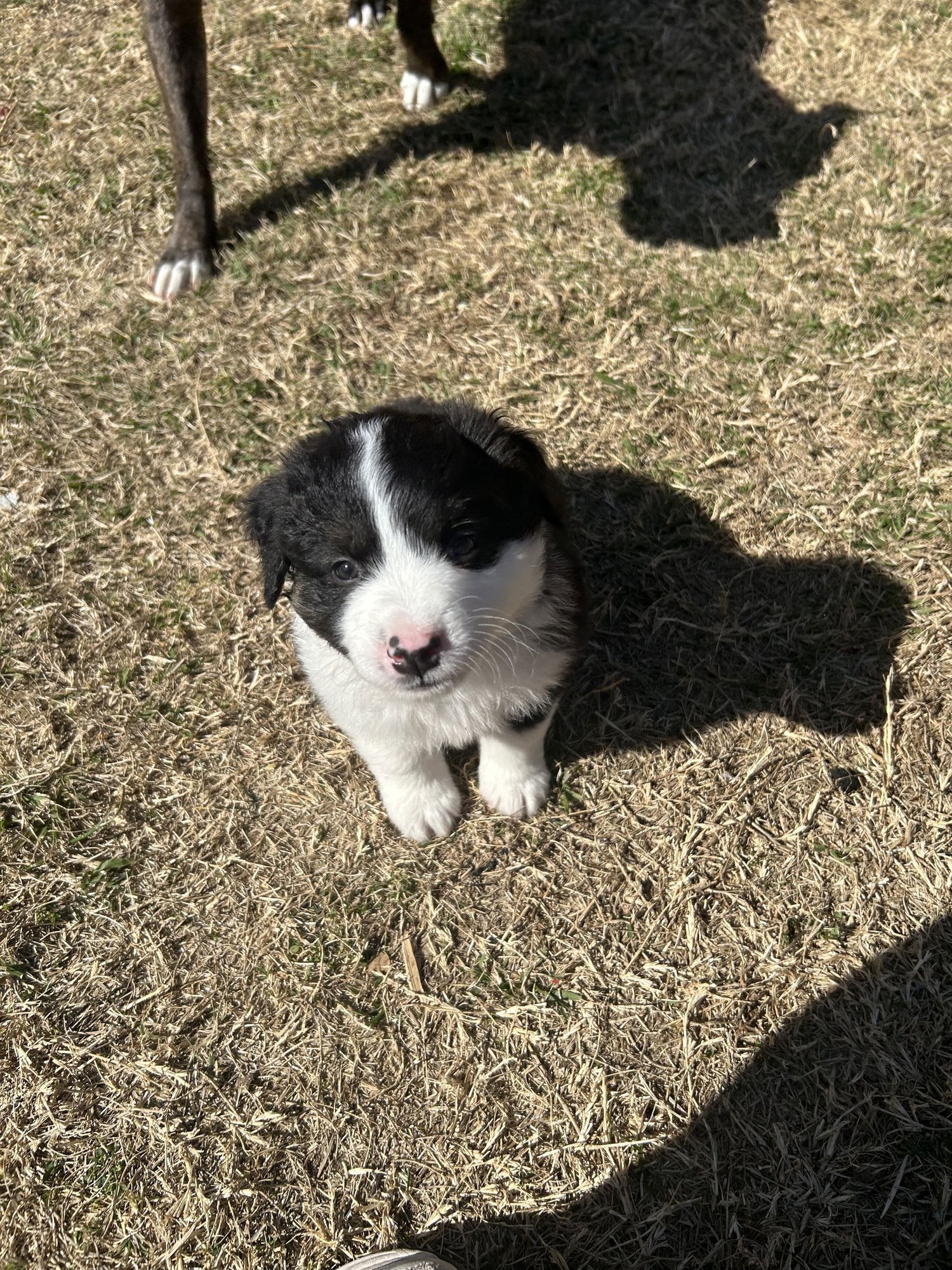 BUFORD - German Shepherd Dog available for adoption