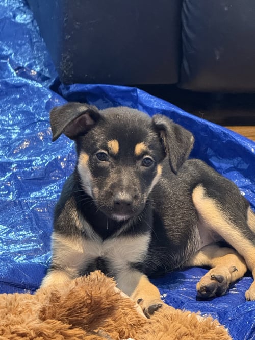 HAIL - Australian Shepherd / Terrier available for adoption